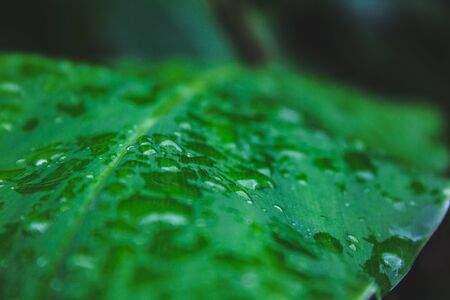 closeup of raindrops on top of green leaves in a forest