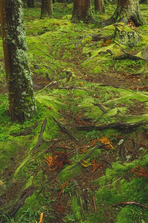 mystic green forest ground with roots on Soa Miguel, Azores, Portugal