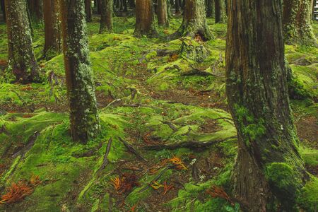mystic green forest ground with roots on Soa Miguel, Azores, Portugal