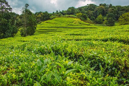 Cha Gorreana tea plantation on the island of Sao Miguel, Azores, Portugalの写真素材