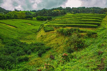 Cha Gorreana tea plantation on the island of Sao Miguel, Azores, Portugalの写真素材