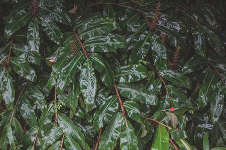 wild plants growing in forest on Sao Miguel Island, Azores, Portugalの写真素材