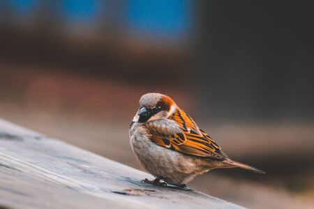 Male house sparrow standing on wooden table in New Zealandの写真素材