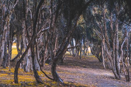 forest in Wanaka, South Island, New Zealand