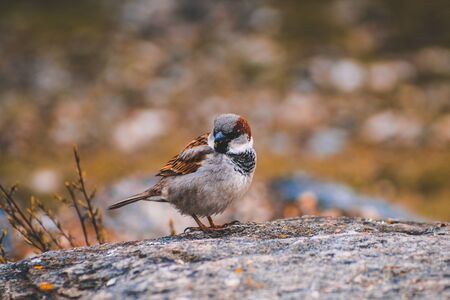 Male sparrow sitting on wooden table in New Zealand
