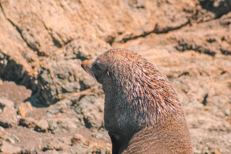 Fur seals at Cape Palliser, North Island, New Zealandの写真素材