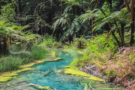 Redwoods at Whakarewarewa Forest in Rotorua, North Island, New Zealandの写真素材