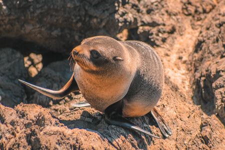 Fur seals at Cape Palliser, North Island, New Zealandの写真素材