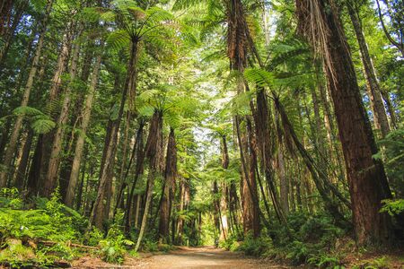 Redwoods at Whakarewarewa Forest in Rotorua, North Island, New Zealandの写真素材