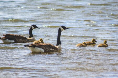 A duck family on a lake in Tauranga, North Island, New Zealandの写真素材
