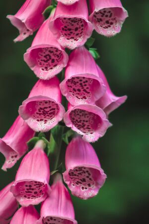 Purple foxglove flowers detail shot, in New Zealandの写真素材
