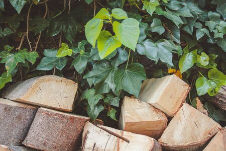 stacked pieces of firewood in natural environmentの写真素材