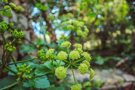 green wild plant growing in garden in Mallorca, Spain