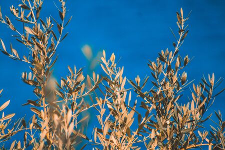 green olive trees in front of blurred blue ocean background, Mallorca, Spainの写真素材