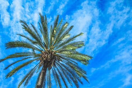 green palm tree close up against blue sky in Mallorca, Spainの写真素材