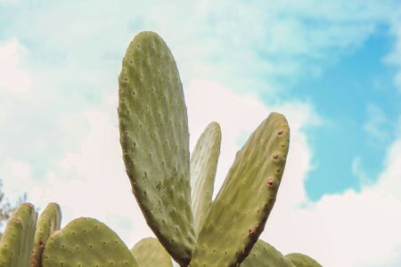big green cactus in Mallorca, Spain
