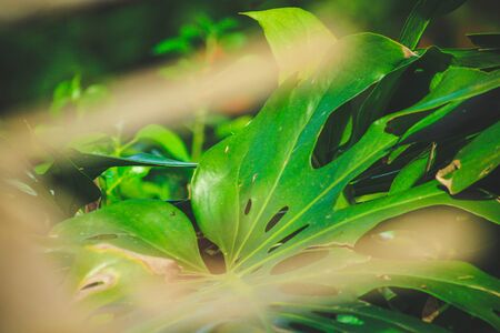 Green garden Monstera plants in a natural environment in Mallorca, Spainの写真素材