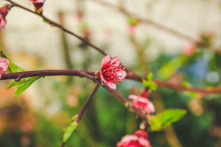 small pink fruit flowers on fruit tree, Mallorca, Spainの写真素材