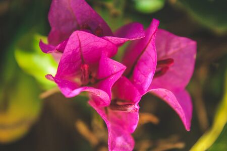beautiful wild pink Bougainvillea flowers in natural environment in Mallorca, Spain