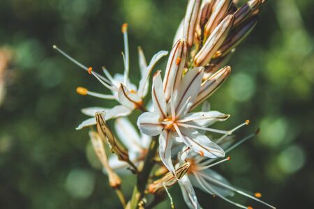 Asphodelus with white flowers in Mallorca, Spain