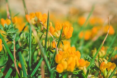 common gorse - small yellow flowers growing in Mallorca, Spainの写真素材