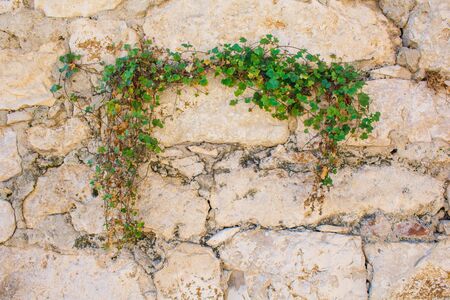 simple green plant is growing on old stone wallの写真素材