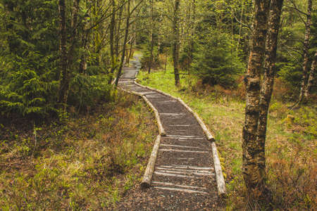 Wooden walkway in forest at Harz Mountains National Park, Germanyの写真素材