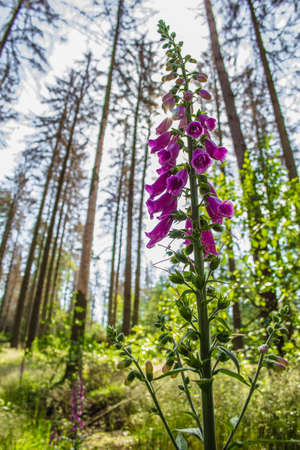 Wild common foxglove (Digitalis purpurea) growing in German forest. Captured on a sunny day against...