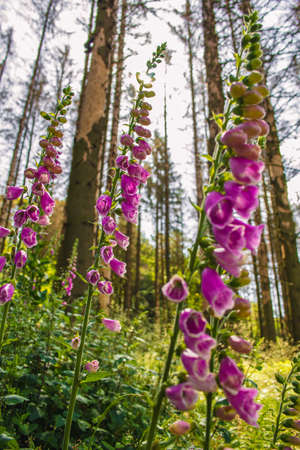 Wild common foxglove (Digitalis purpurea) growing in German forest. Captured on a sunny day against the sunlightの写真素材