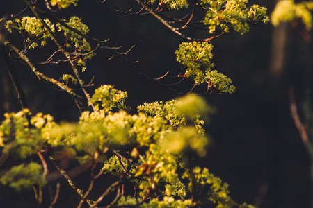 Spring flowers. Beautiful green blossoms on tree. Floral backgroundの写真素材