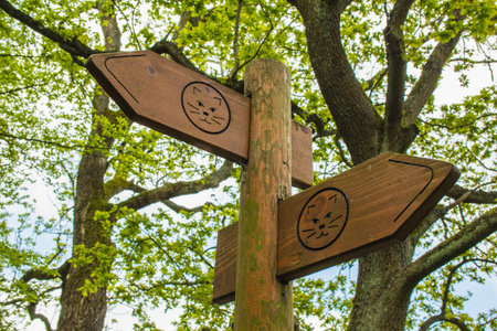 Signpost of Wilderness Trail in Eifel National Park, Germany. Wooden direction sign in front of treesの写真素材