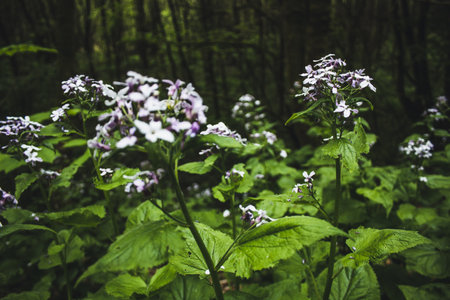 Beautiful wild flowers in forest. Lush green landscape in Rothaar Mountains in Northrhine-Westphalia, Germanyの写真素材