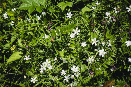 Wild flowers on a green field. Spring landscape blooming in Germany. Spring flowers background.の写真素材