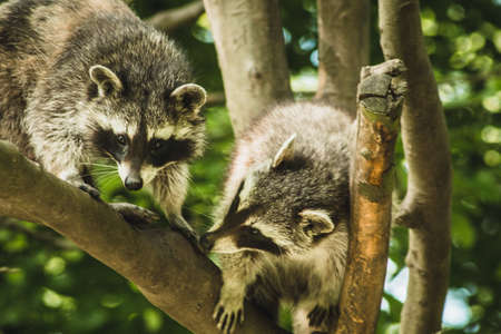 Raccoon in nature. Animal theme. Wildlife park in Warstein, Germanyの写真素材