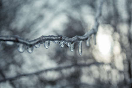 Ice covered branches in winter landscape. Frozen bush with sunny backgroundの写真素材