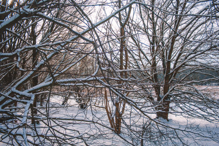 Snow covered trees on a cloudy winter day in Braunschweig, Germanyの写真素材