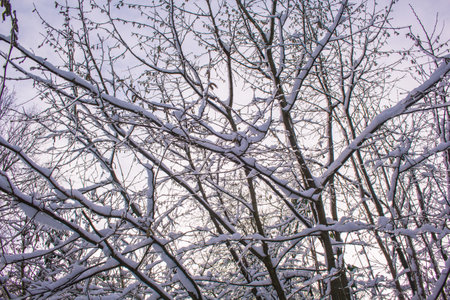 Snow covered trees on a cold winter day in Braunschweig, Germanyの写真素材