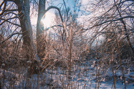 Winter landscape in Braunschweig, Lower Saxony, Germany. Snow covered Westpark on a sunny winter dayの写真素材