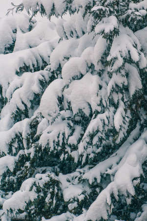 Snow covered conifer tree on a cold winter day. Christmas tree. Symbol for christmas and winter holidaysの写真素材