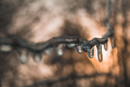 Ice covered branches in winter landscape. Frozen bush with sunny backgroundの写真素材