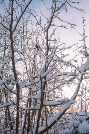 Snow covered trees on a cold winter day in Braunschweig, Germanyの写真素材
