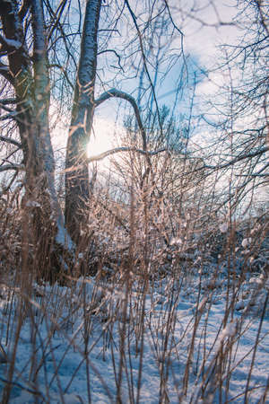 Winter landscape in Braunschweig, Lower Saxony, Germany. Snow covered Westpark on a sunny winter dayの写真素材