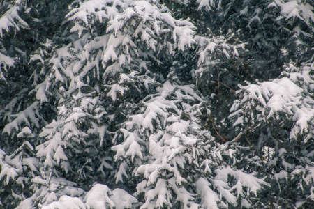 Snow covered conifer tree on a cold winter day. Christmas tree. Symbol for christmas and winter holidaysの写真素材