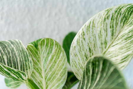 Closeup of green and white leaves of Calathea variegata