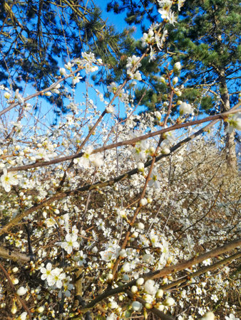 white spring blossoms closeup in a city parkの写真素材