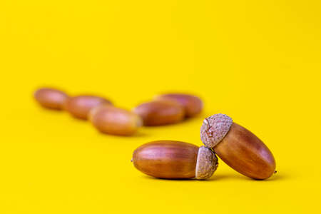 acorns close up isolated. yellow backgroundの写真素材