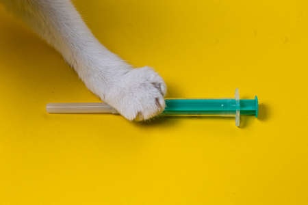 a cats paw of an animal and a syringe on a yellow background. veterinary clinic.の写真素材