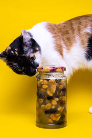 portrait cat and jam jar on yellow background.の写真素材