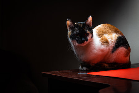 tricolor house cat sits on a table in the dark.の写真素材
