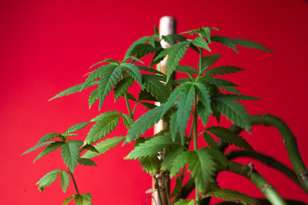 marijuana bush, narcotic growth containing THC.の写真素材